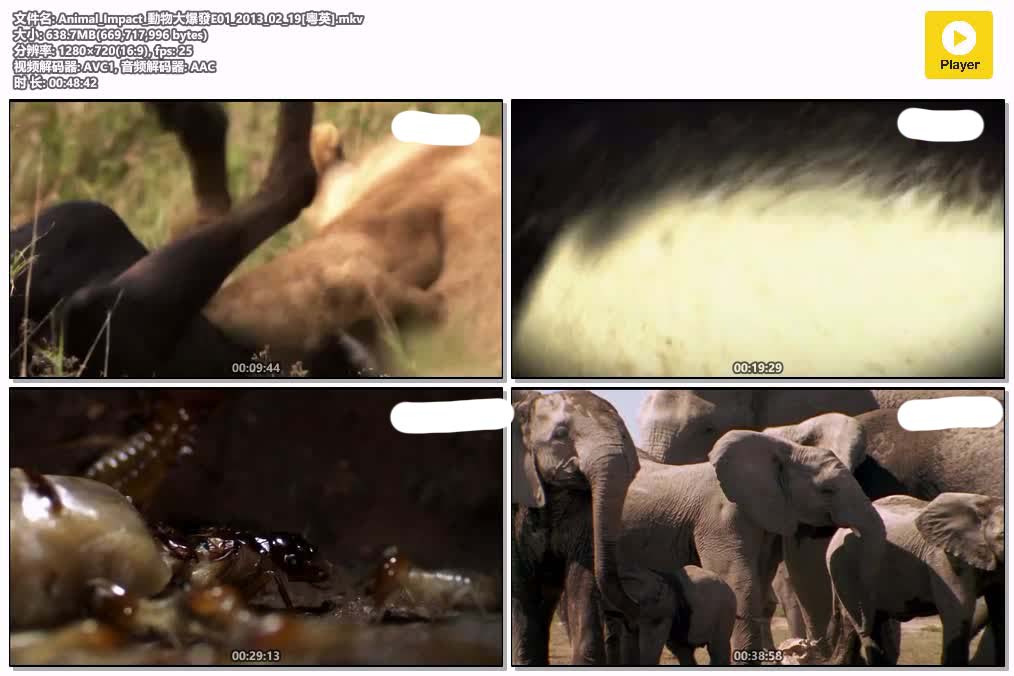插图:《動物大爆發》粤配纪录片全2集 | 全球文明探秘 | 百度网盘/夸克网盘，编号:673