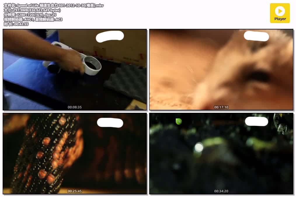 插图:《極速生命力》粤配纪录片全3集 | 全球文明探秘 | 百度网盘/夸克网盘，编号:448