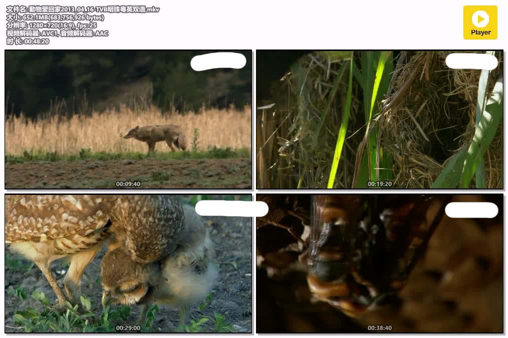 插图:《動物愛回家》粤配纪录片全1集 | 全球文明探秘 | 百度网盘/夸克网盘，编号:689