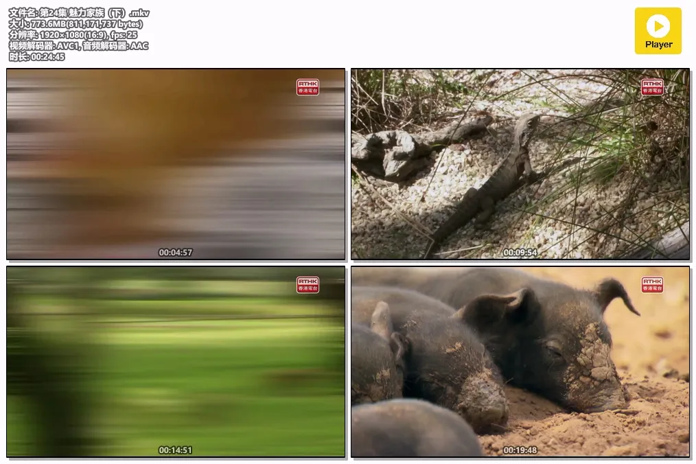 第24集 魅力家族（下）.mkv.webp