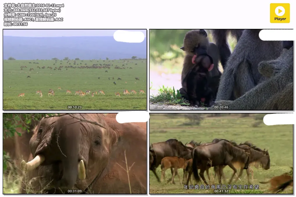 大自然萌主 2016-02-13.mp4.webp