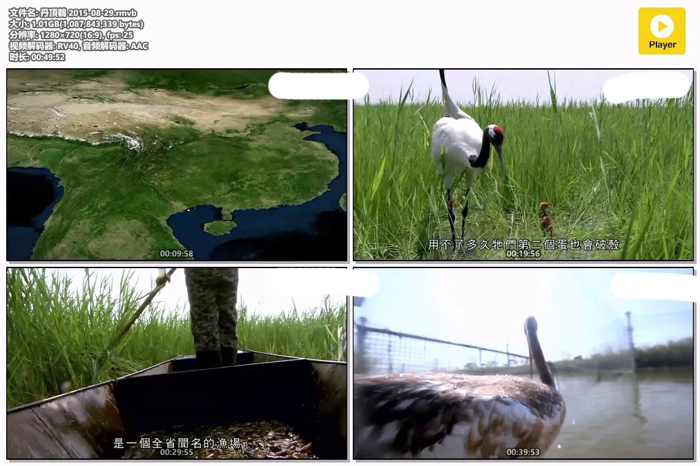 丹頂鶴 2015-08-29.rmvb.webp