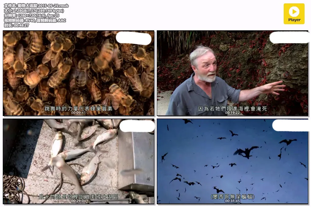 動物大追蹤 2015-05-25.rmvb.webp