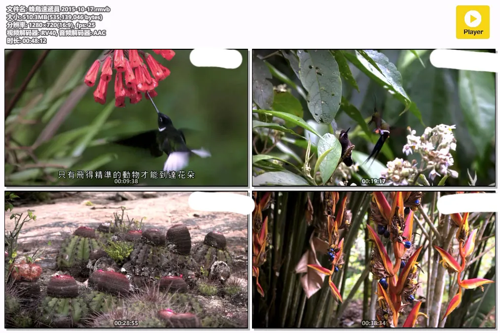 蜂鳥速遞員 2015-10-17.rmvb.webp